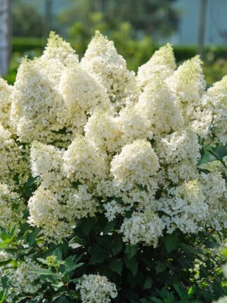 Hydrangea Magical Matterhorn - bag