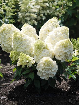 Hydrangea Magical Mont Blanc - bag