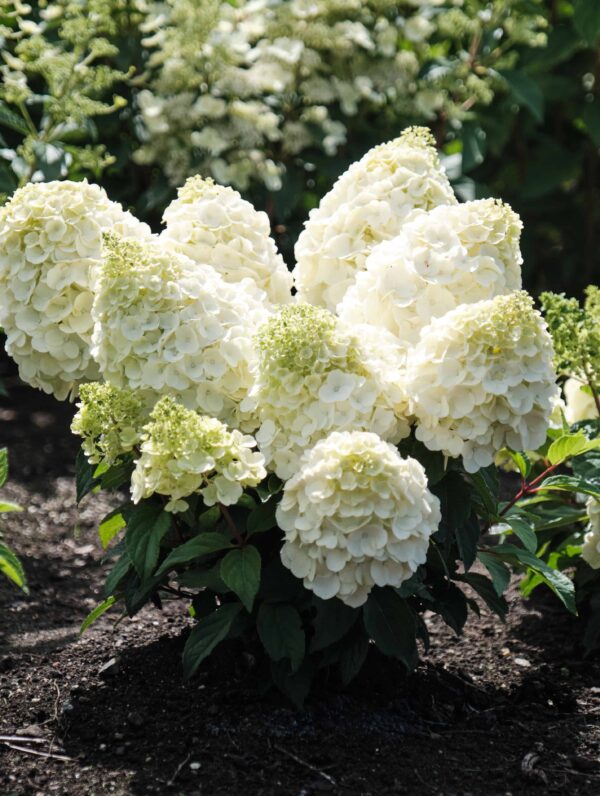 Hydrangea Magical Mont Blanc