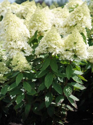 Hydrangea Magical Summer - bag