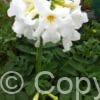 Incarvillea Snowtop