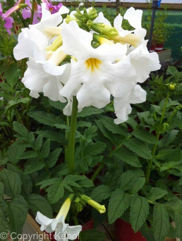 Incarvillea Snowtop