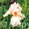 Iris Beverly Sills