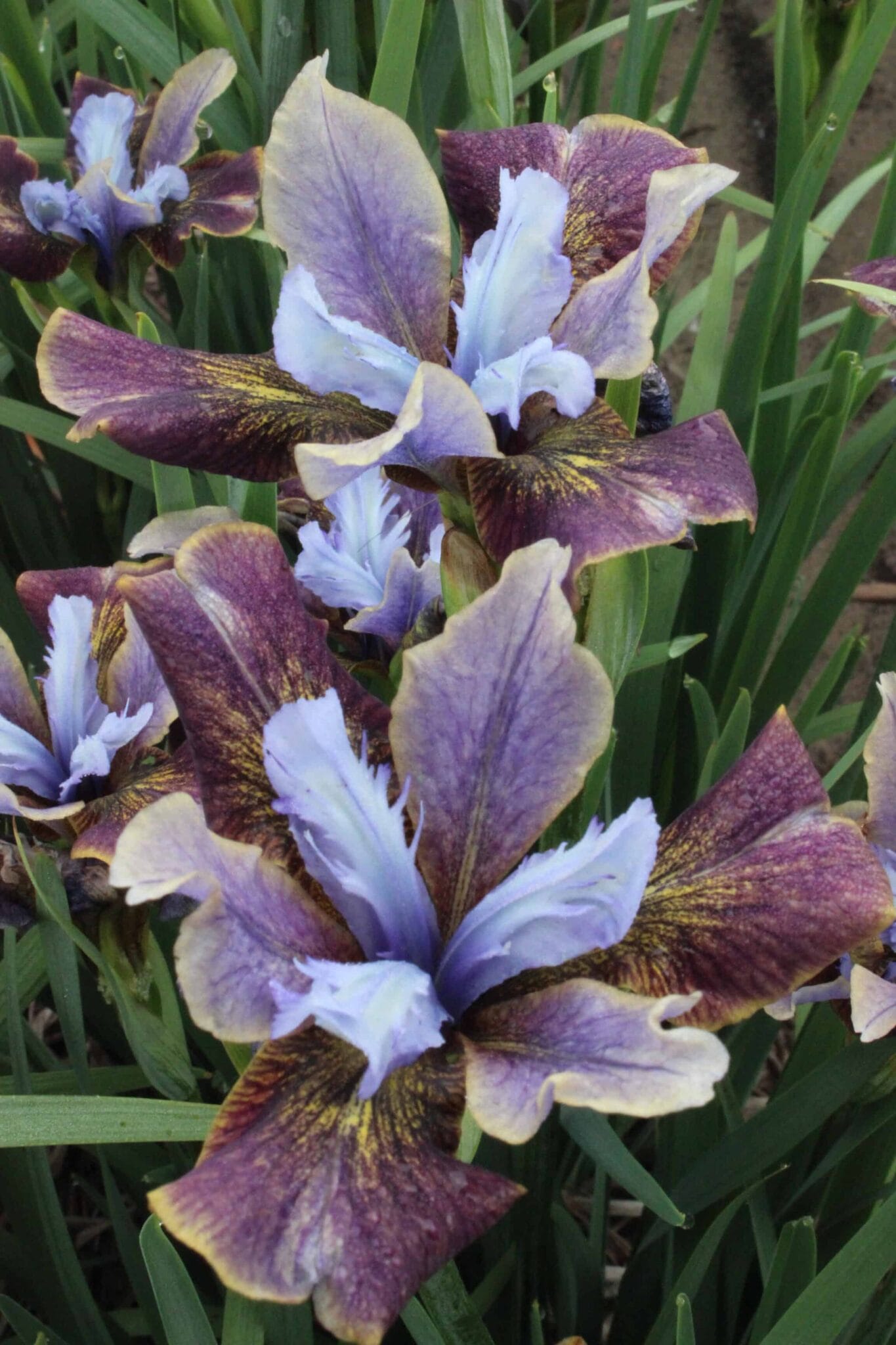 Iris Black Joker