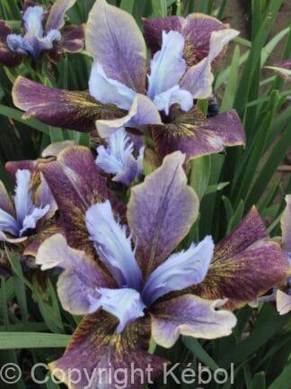 Iris Black Joker - case