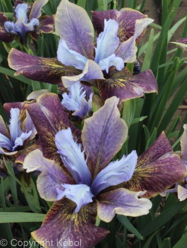 Iris Black Joker