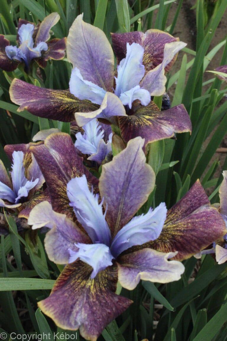 Iris Black Joker