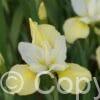 Iris Butter and Sugar