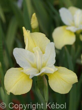 Iris Butter and Sugar - bag