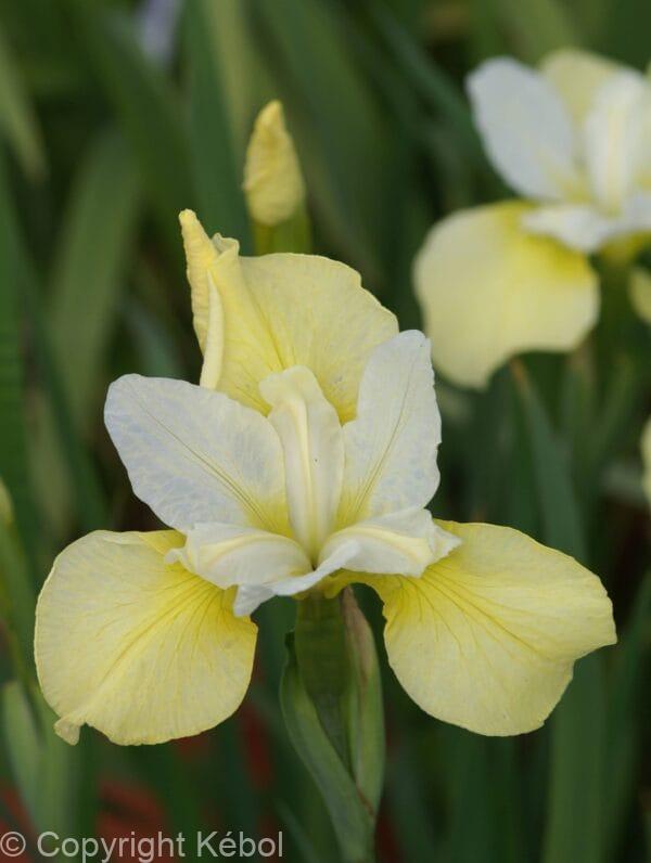 Iris Butter and Sugar