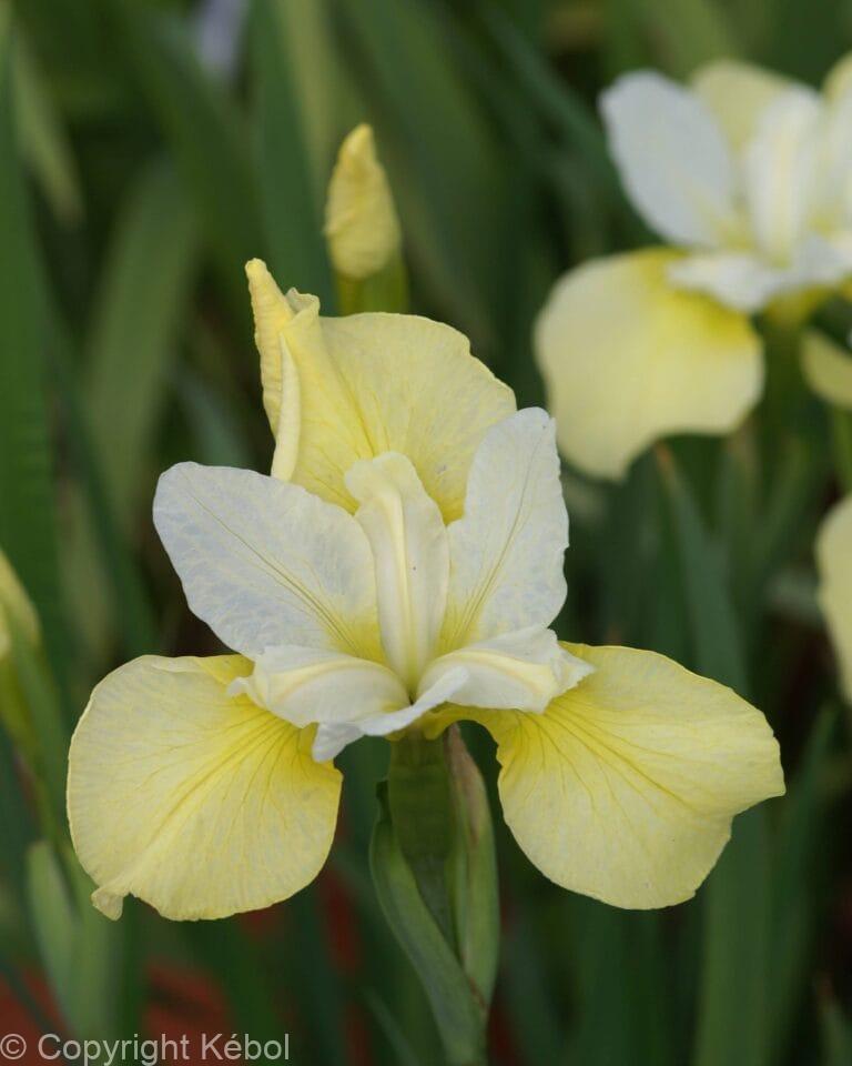 Iris Butter and Sugar