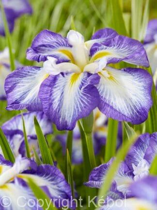 Iris Dinner Plate Carrot Cake - bag