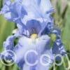 Iris Babbeling Brook