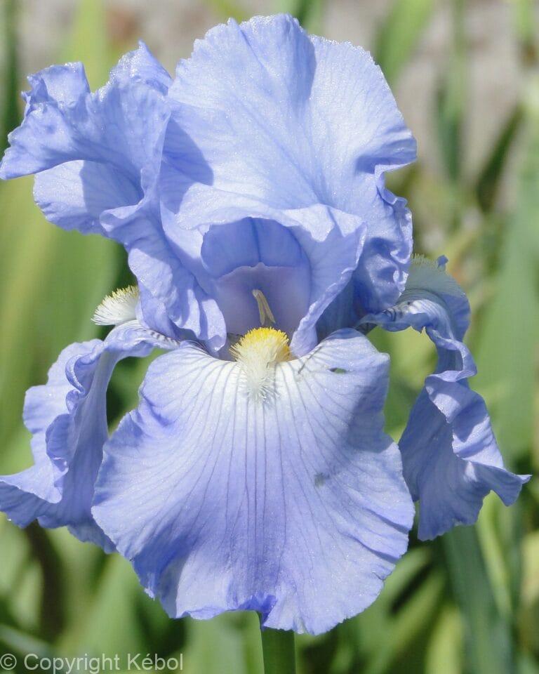 Iris Babbeling Brook