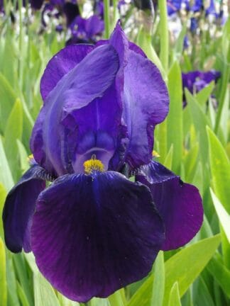 Iris Bishop's Robe - case