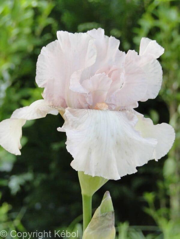 Iris Cherished