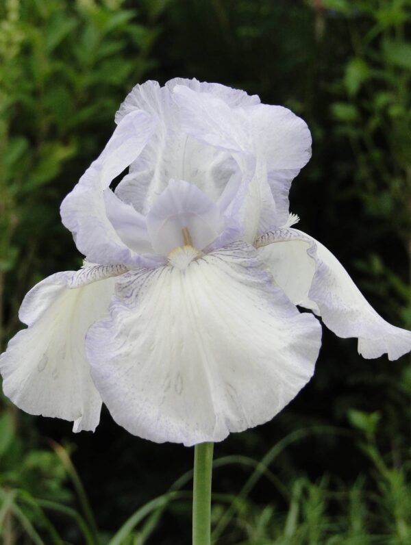 Iris English Cottage - case