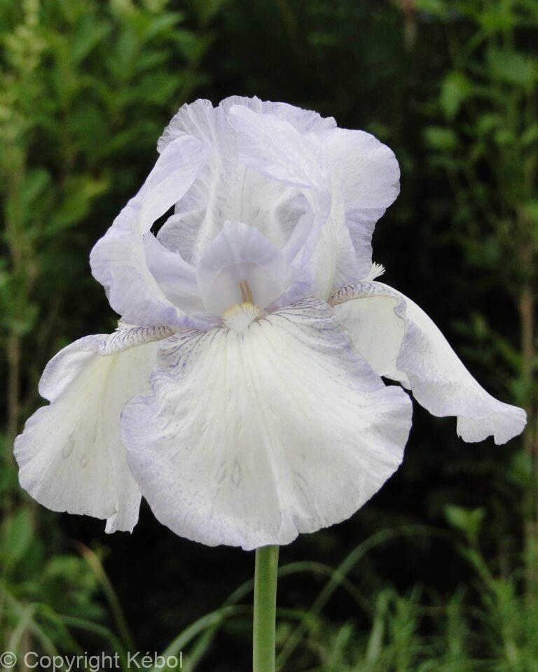 Iris English Cottage