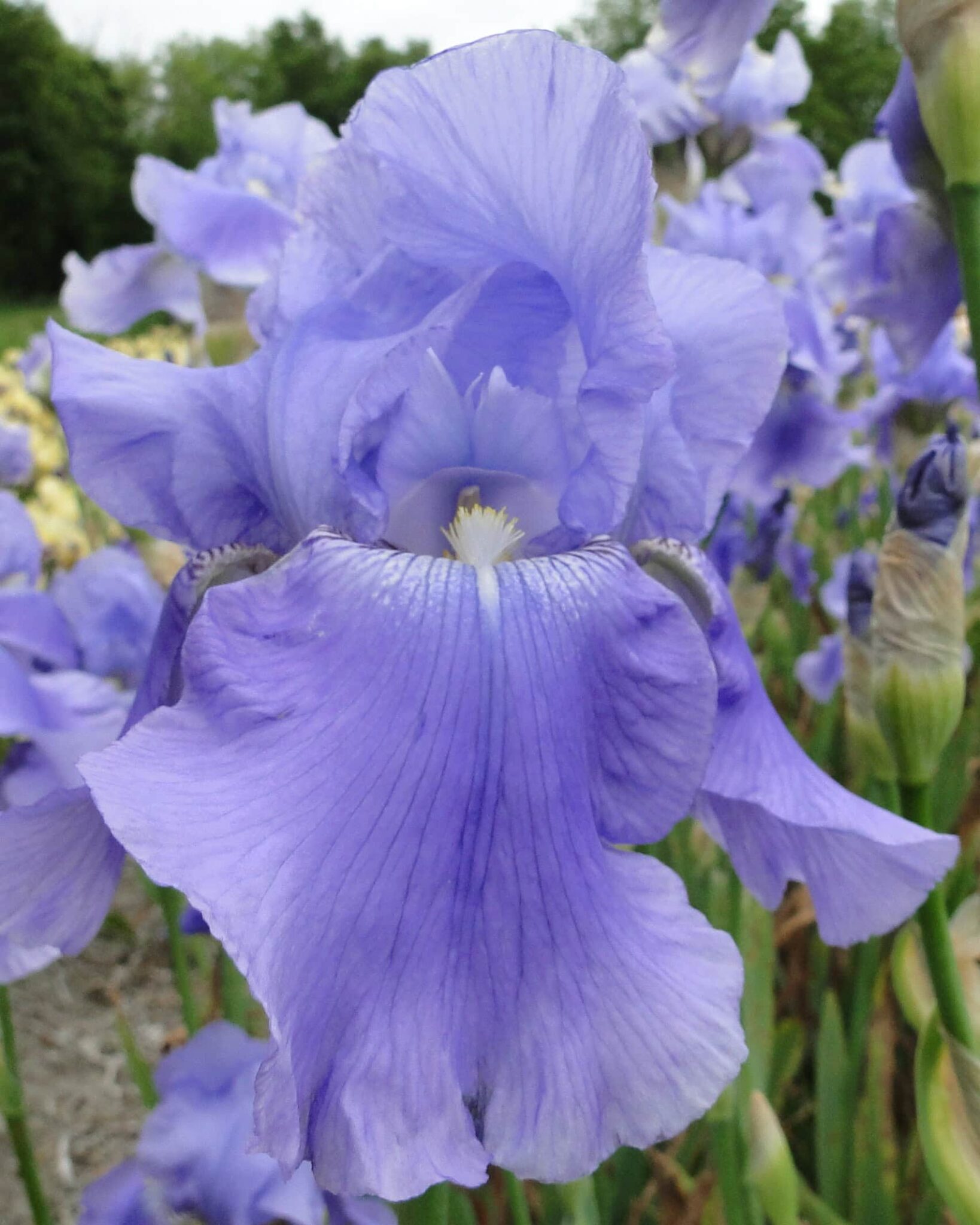 Iris Harbor Blue
