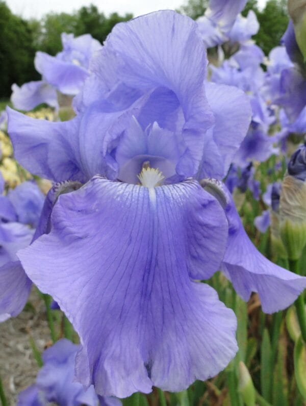 Iris Harbor Blue - bag