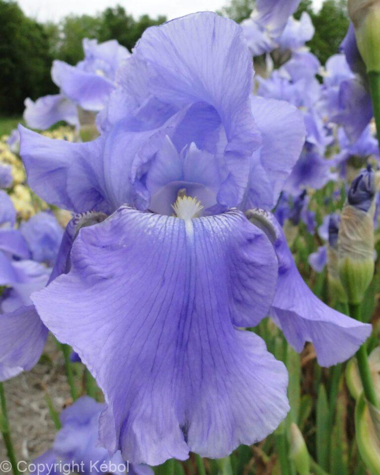 Iris Harbor Blue