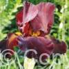 Iris Sultan's Place