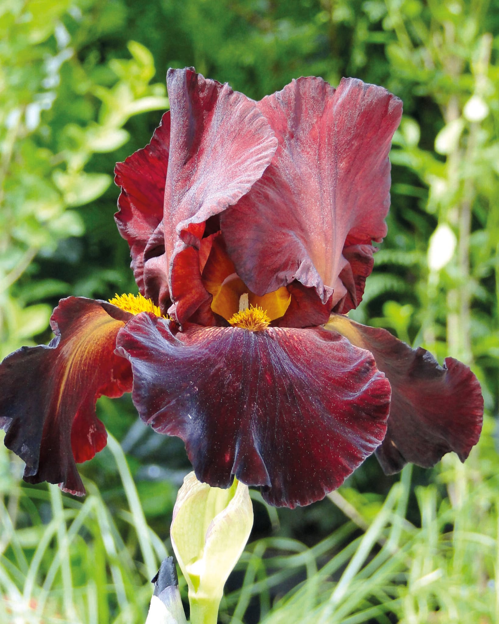 Iris Sultan's Place