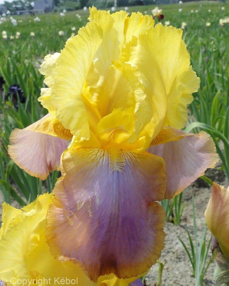 Iris Sunset Sky