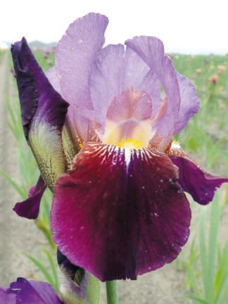 Iris Wine and Roses - bag
