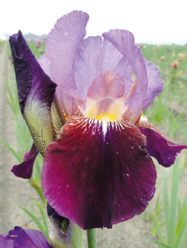 Iris Wine and Roses - bag