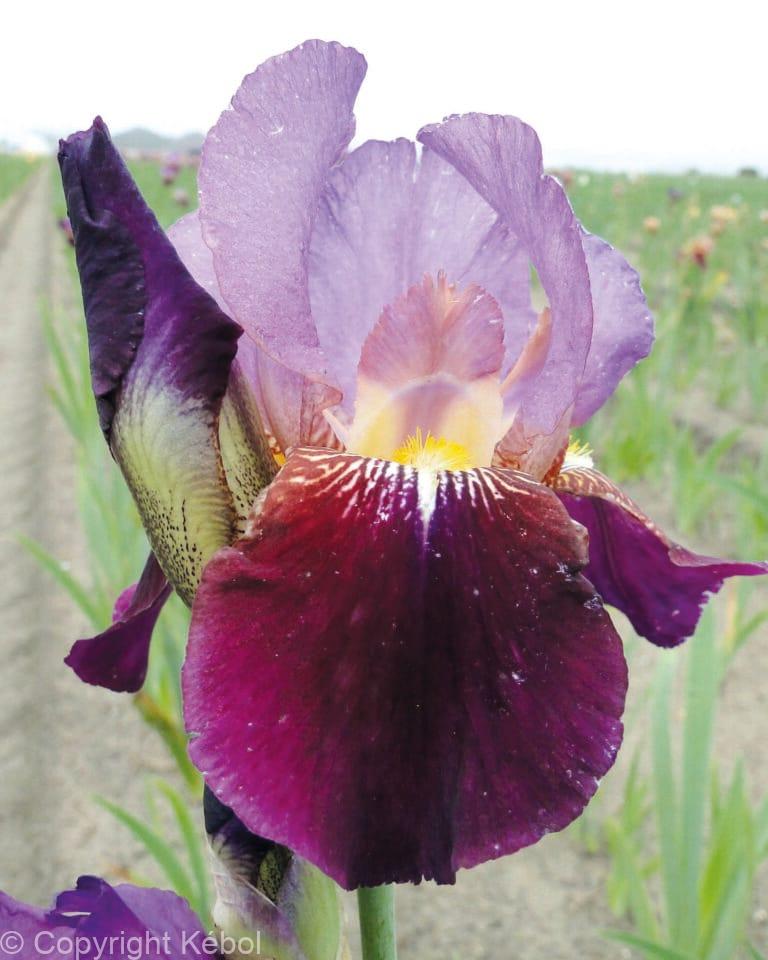 Iris Wine and Roses