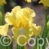Iris Buckwheat