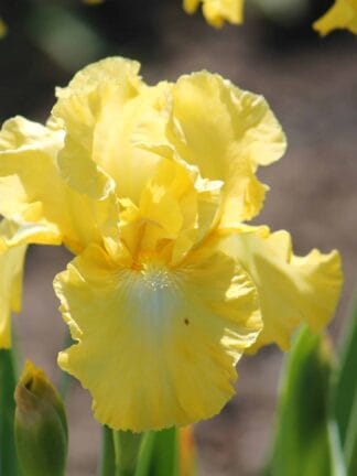 Iris Buckwheat - bag
