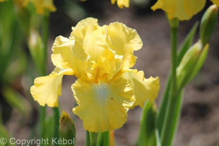 Iris Buckwheat