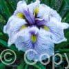 Iris Greywoods Catrina
