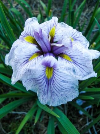 Iris Greywoods Catrina - bag