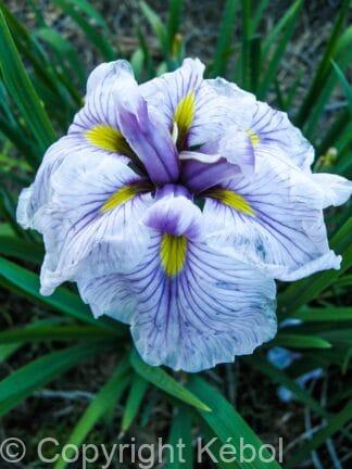 Iris Greywoods Catrina - bag