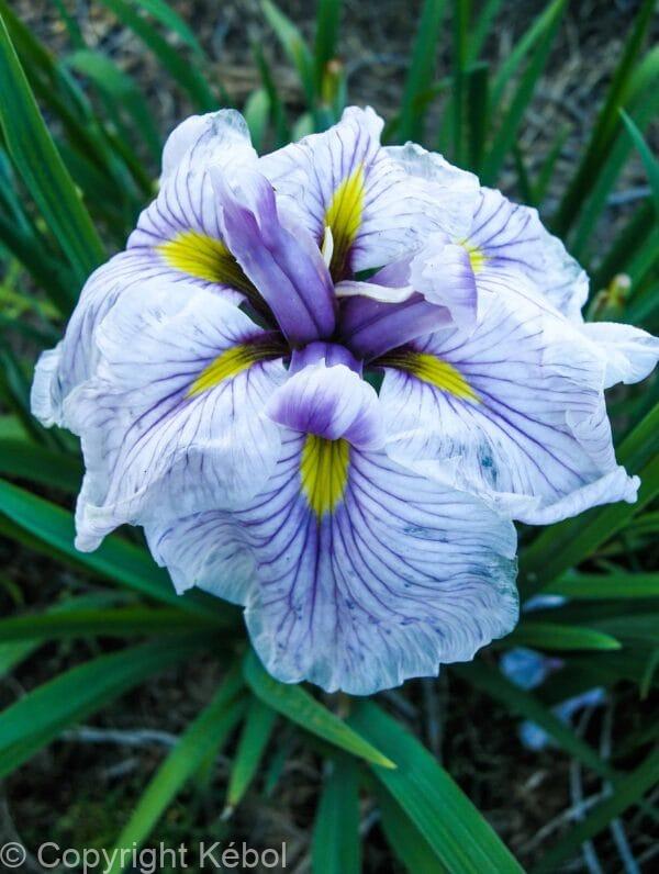 Iris Greywoods Catrina