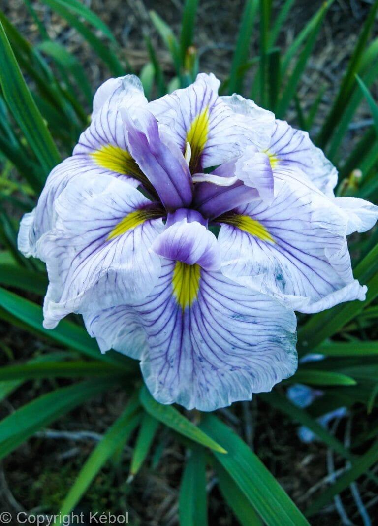 Iris Greywoods Catrina
