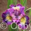 Iris How Audacious