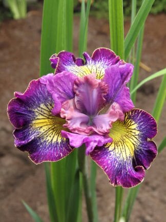 Iris How Audacious - bag