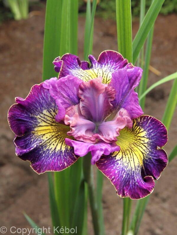 Iris How Audacious