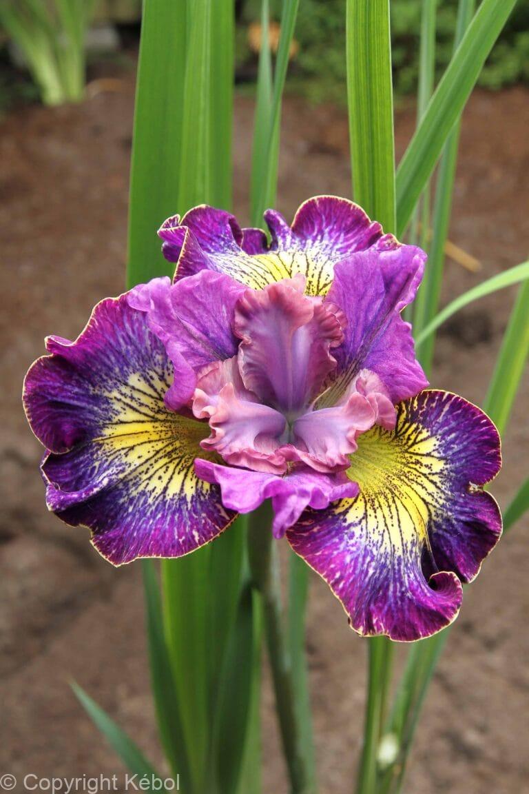 Iris How Audacious