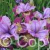 Iris Miss Apple