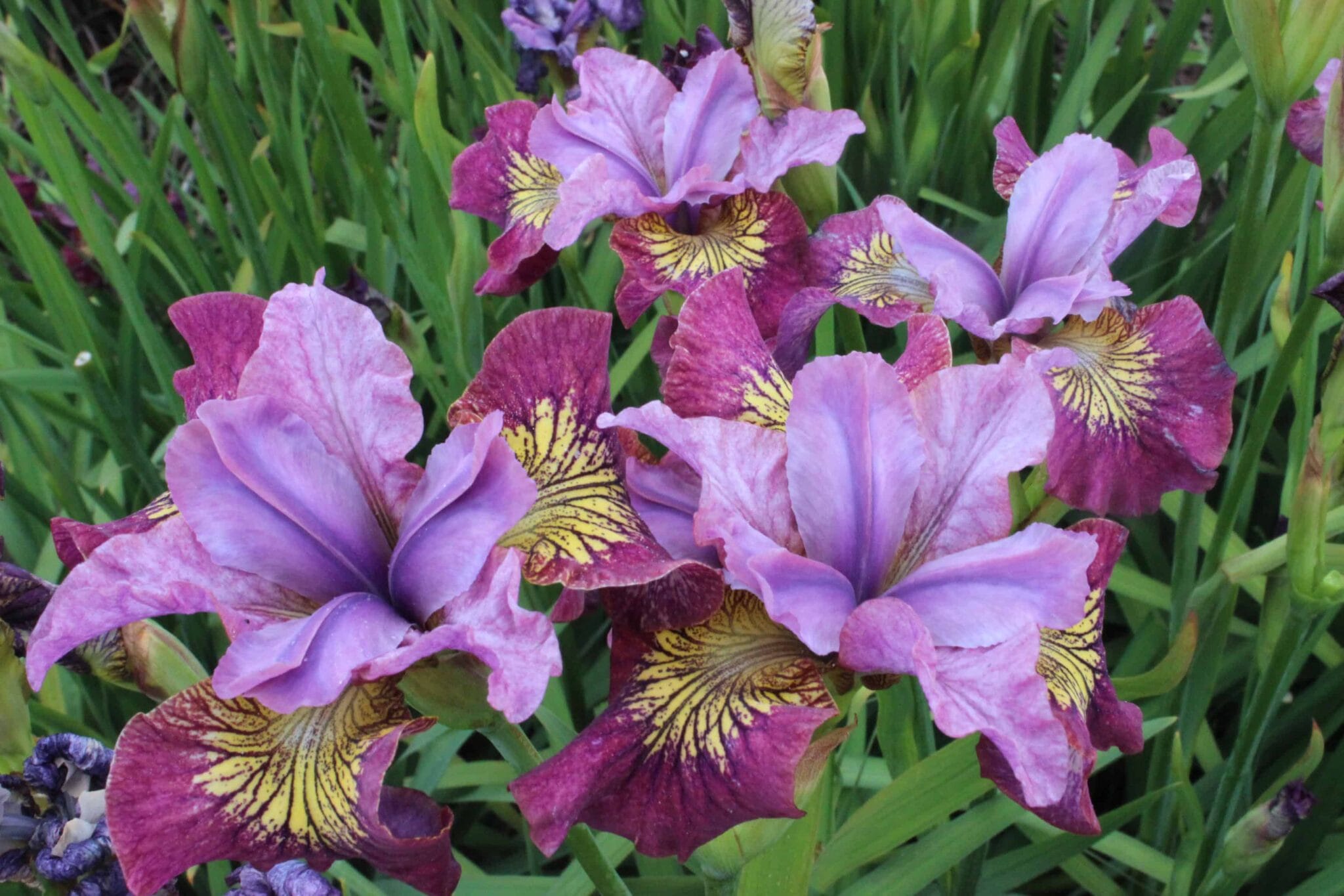 Iris Miss Apple