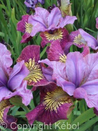 Iris Miss Apple - case