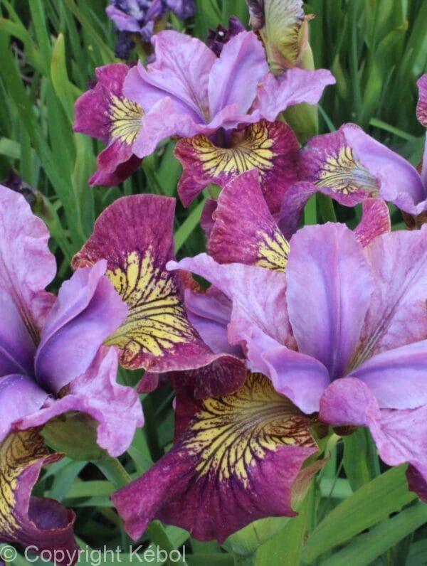 Iris Miss Apple