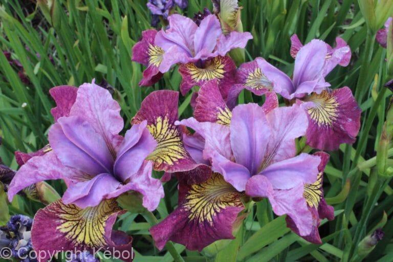 Iris Miss Apple