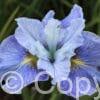 Iris Mission Bay