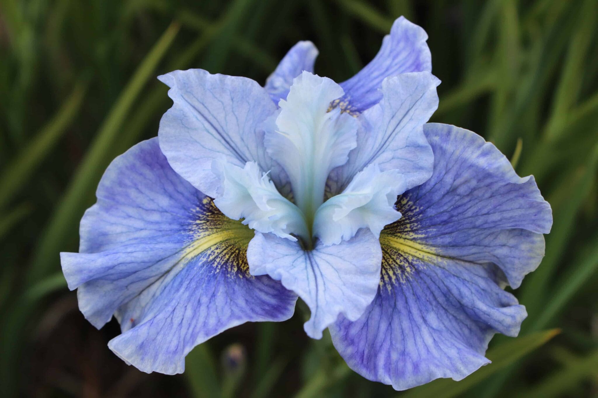 Iris Mission Bay